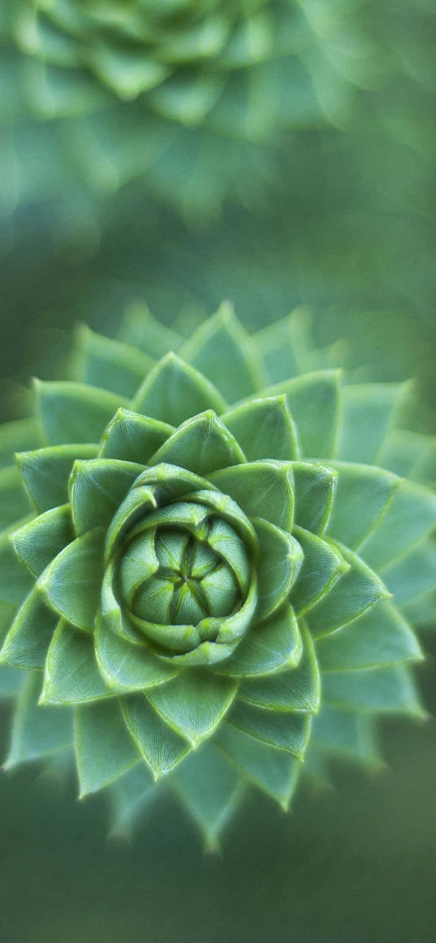 Green Succulent Plant Nature Iphone Wallpaper