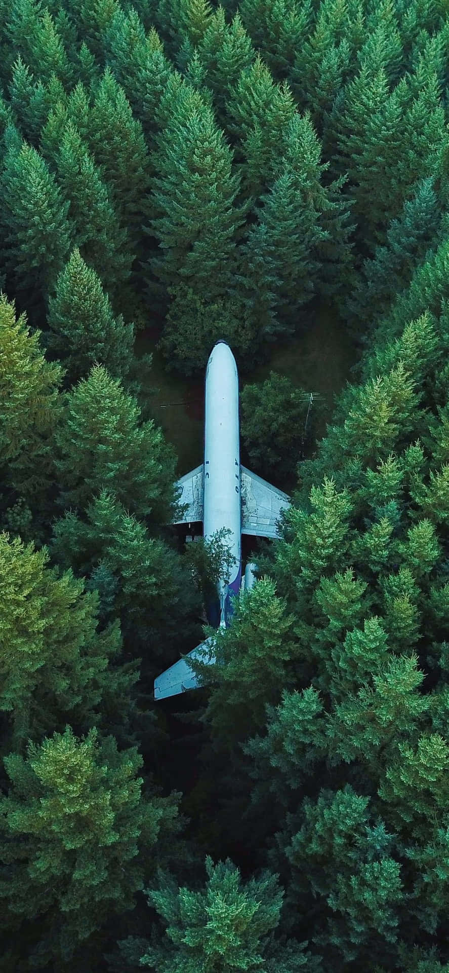 An Airplane Is Parked In The Middle Of A Forest Wallpaper