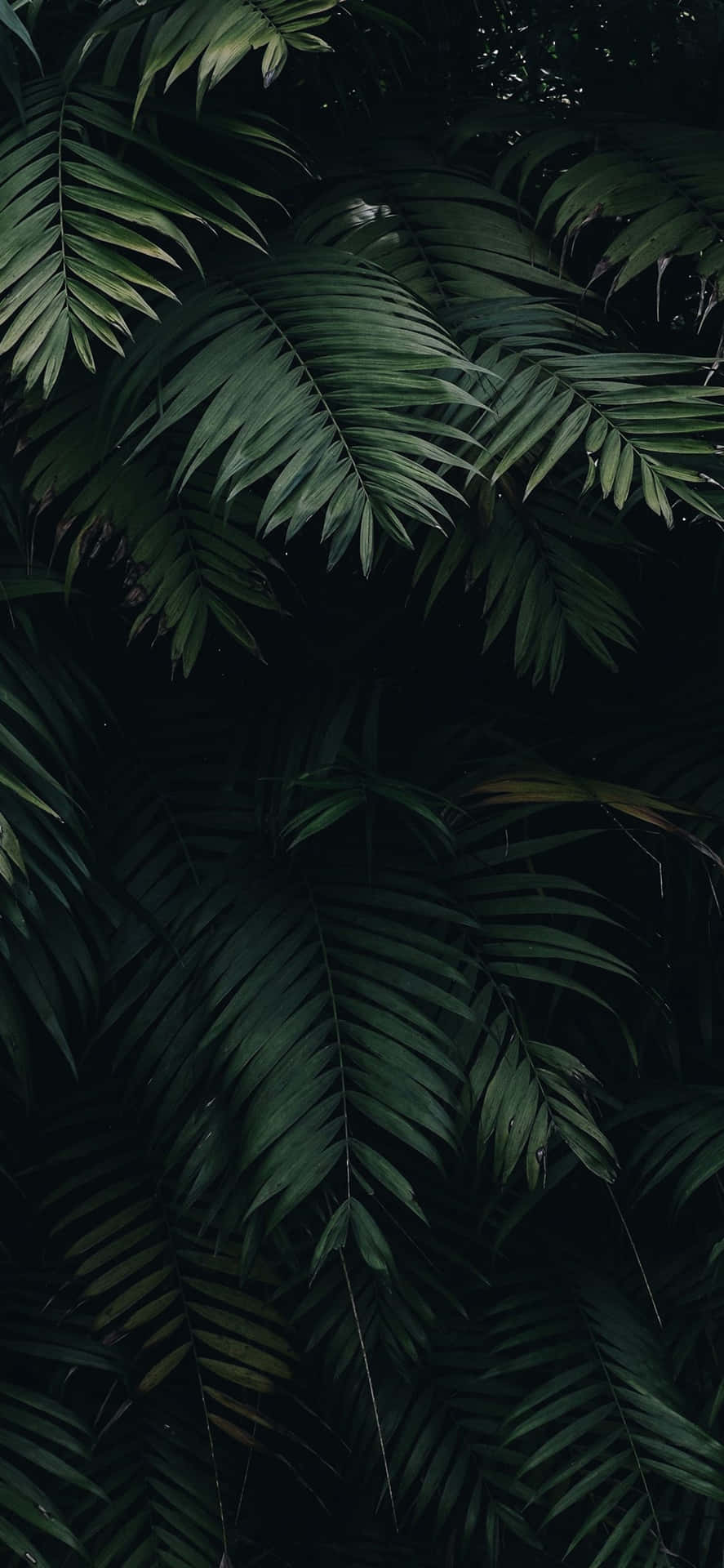 Dark Green Leaf Nature Iphone Wallpaper