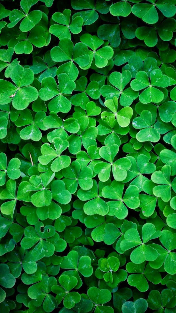Green Lucky Leaf Nature Iphone Wallpaper