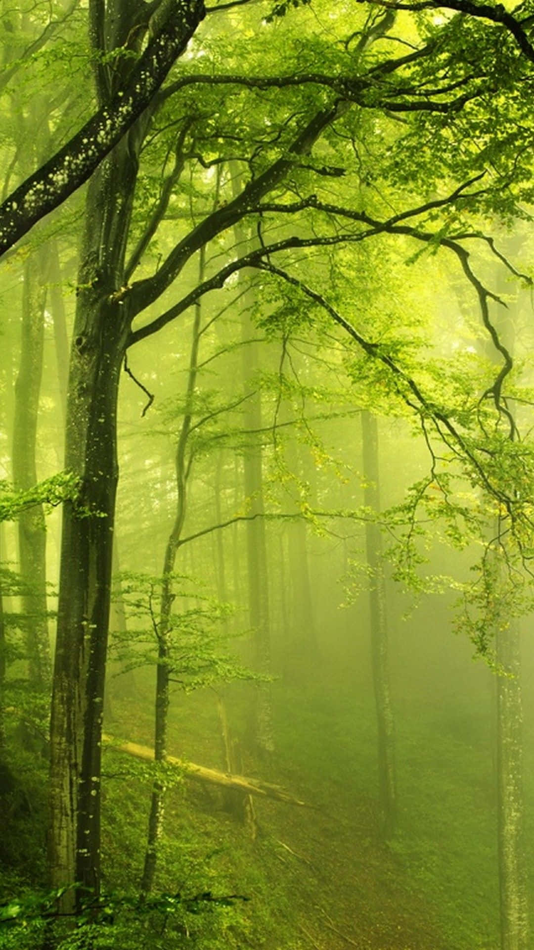 Green Nature Virgin Forest Iphone Wallpaper