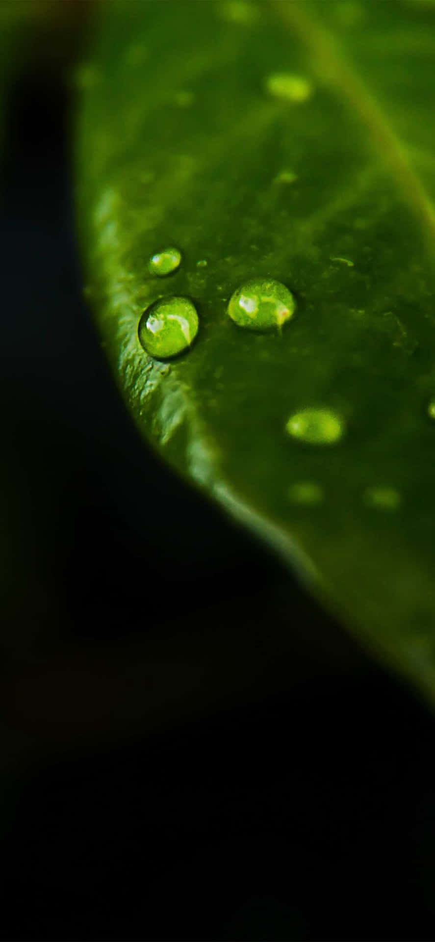 Green Moist Leaf Macro Nature Iphone Wallpaper