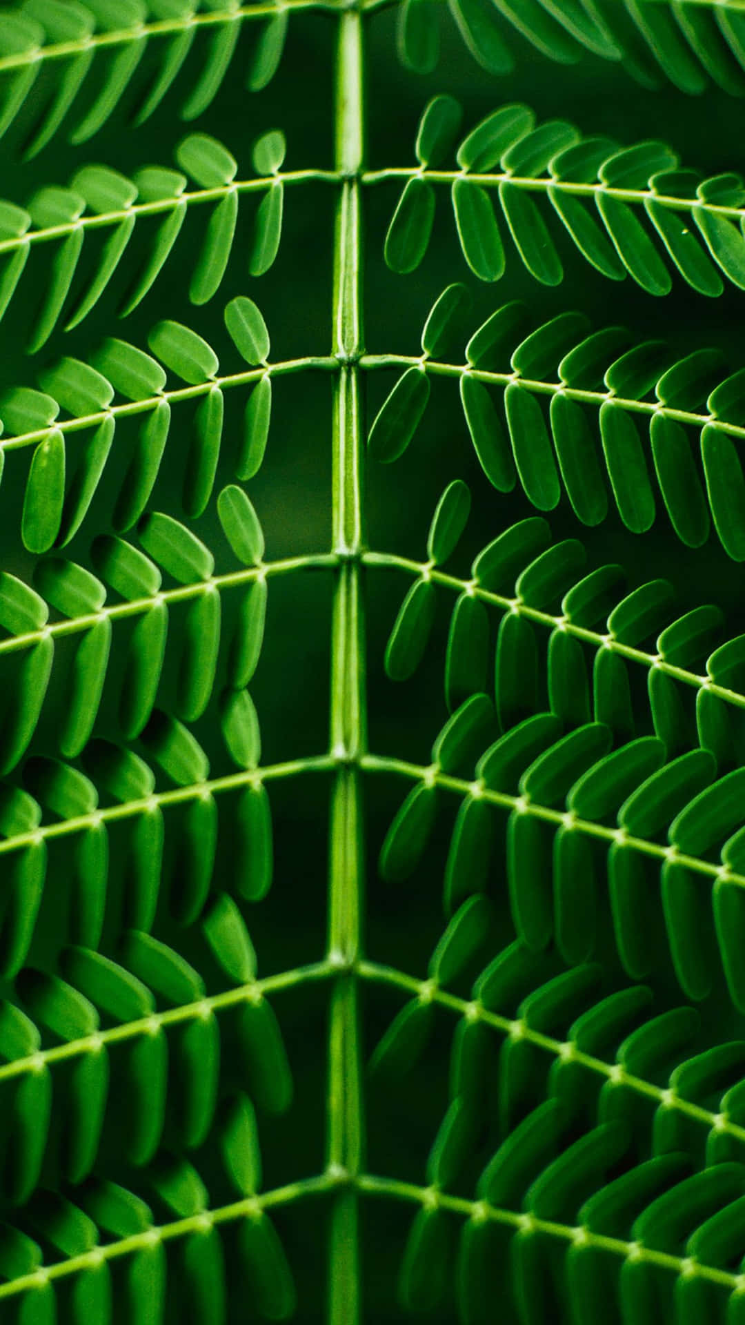 Green Leaf Pattern Nature Iphone Wallpaper