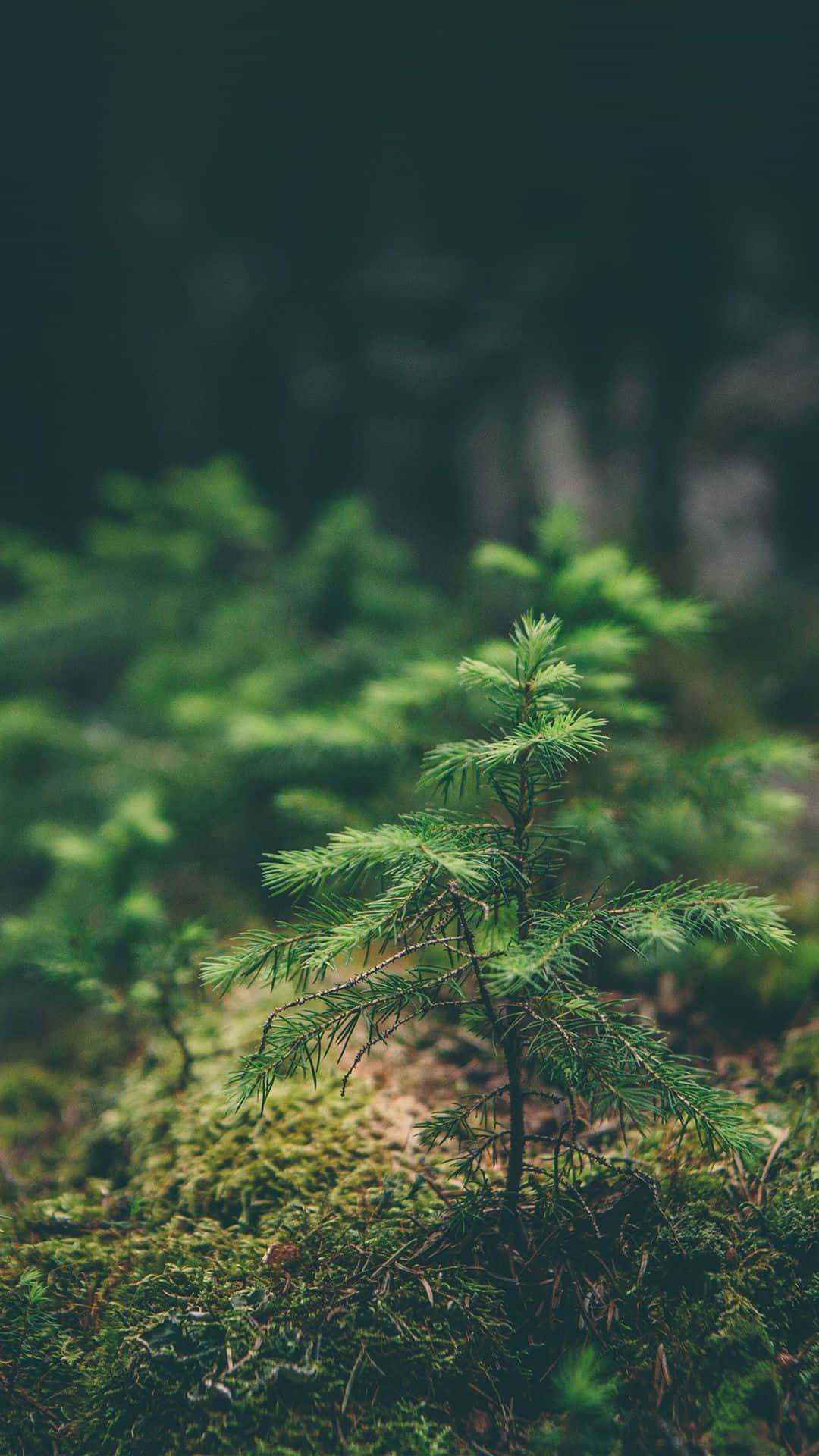 Enjoy the beauty of nature with this stunning green nature iPhone Wallpaper