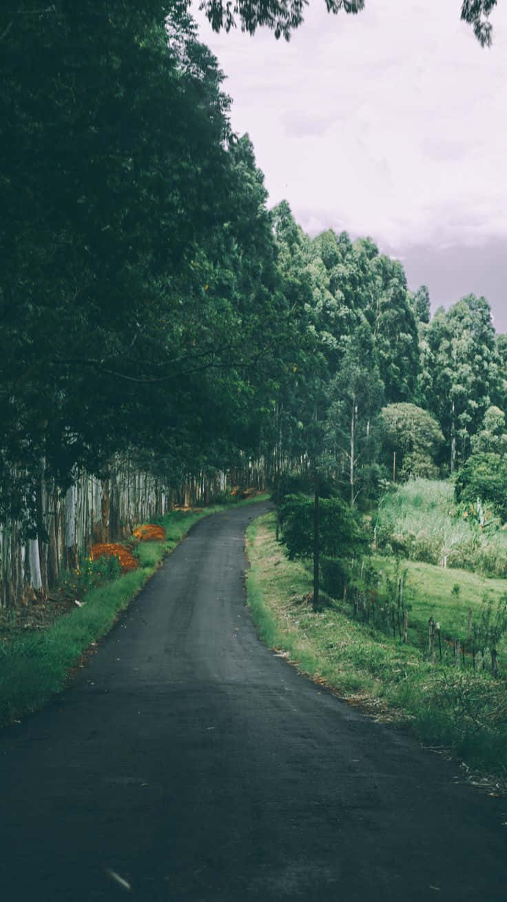 En vej omgivet af træer på landet Wallpaper