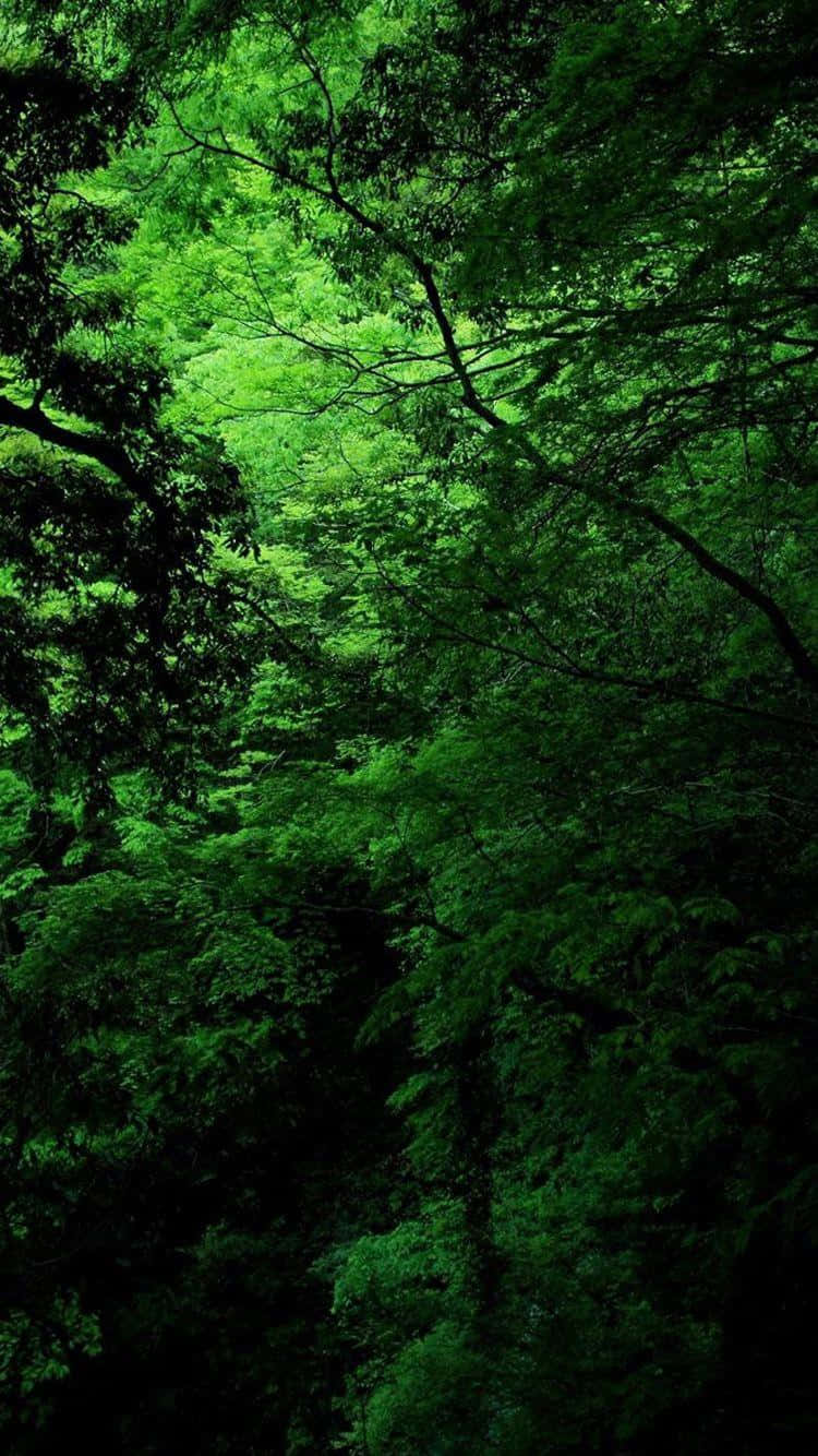 Grøn skov tapeter HD Wallpaper