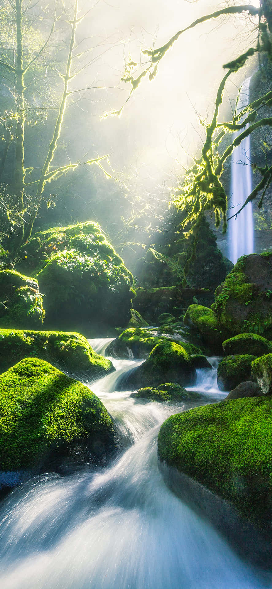 Holensie Sich Die Natur Näher Mit Ihrem Green Nature Iphone Wallpaper