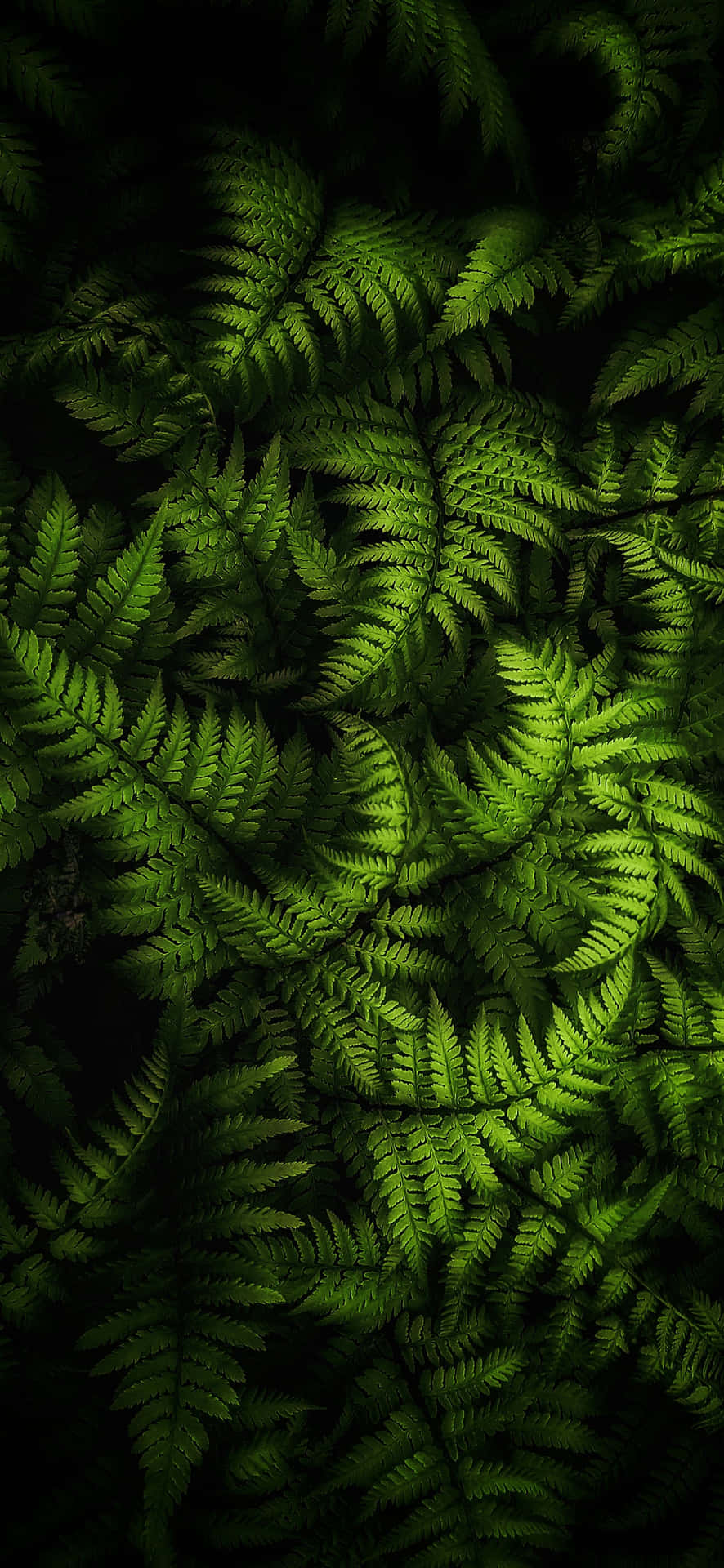 Download Fern Leaves On A Dark Background Wallpaper | Wallpapers.com