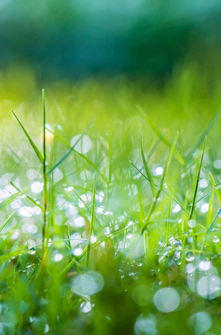 Download Green Moist Grass Nature Iphone Wallpaper