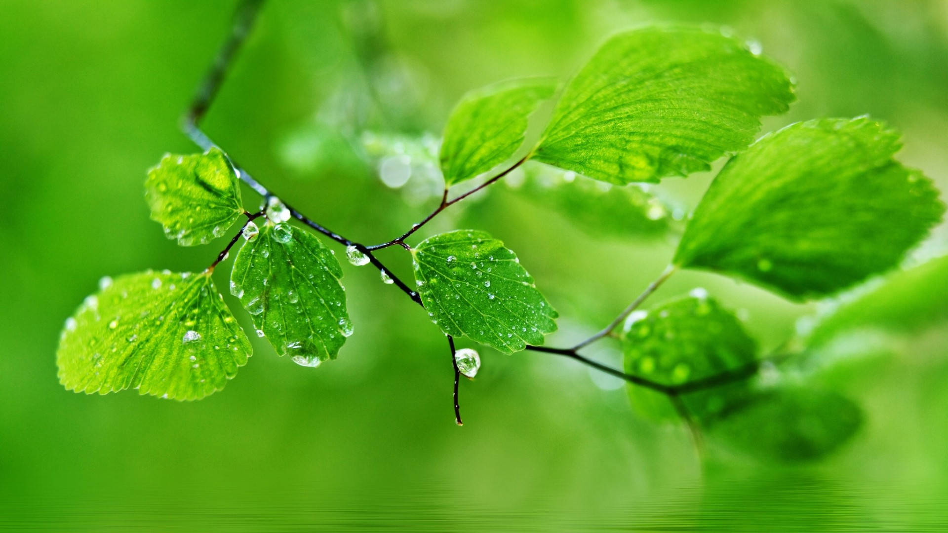 Download Green Nature Leaf With Dew Wallpaper 