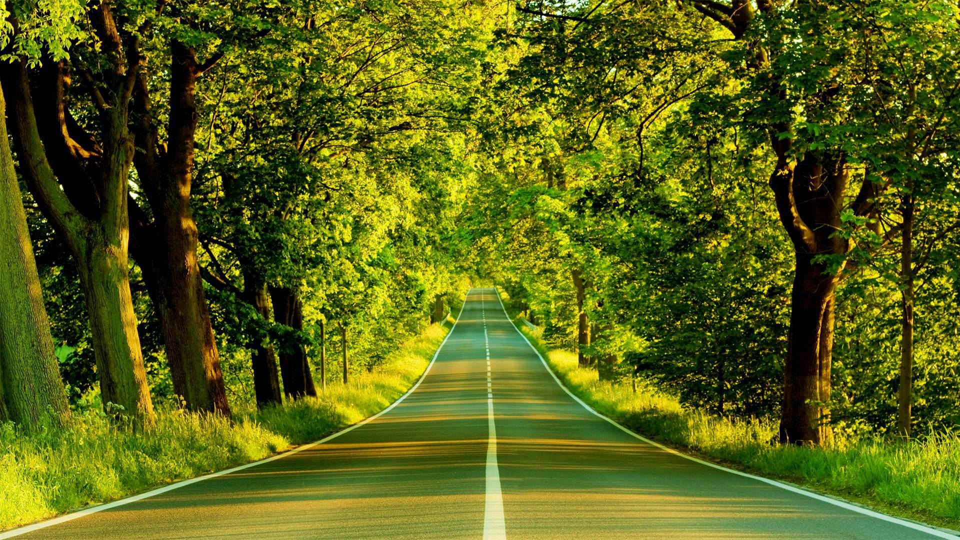 Green Nature Road High Quality Desktop Wallpaper