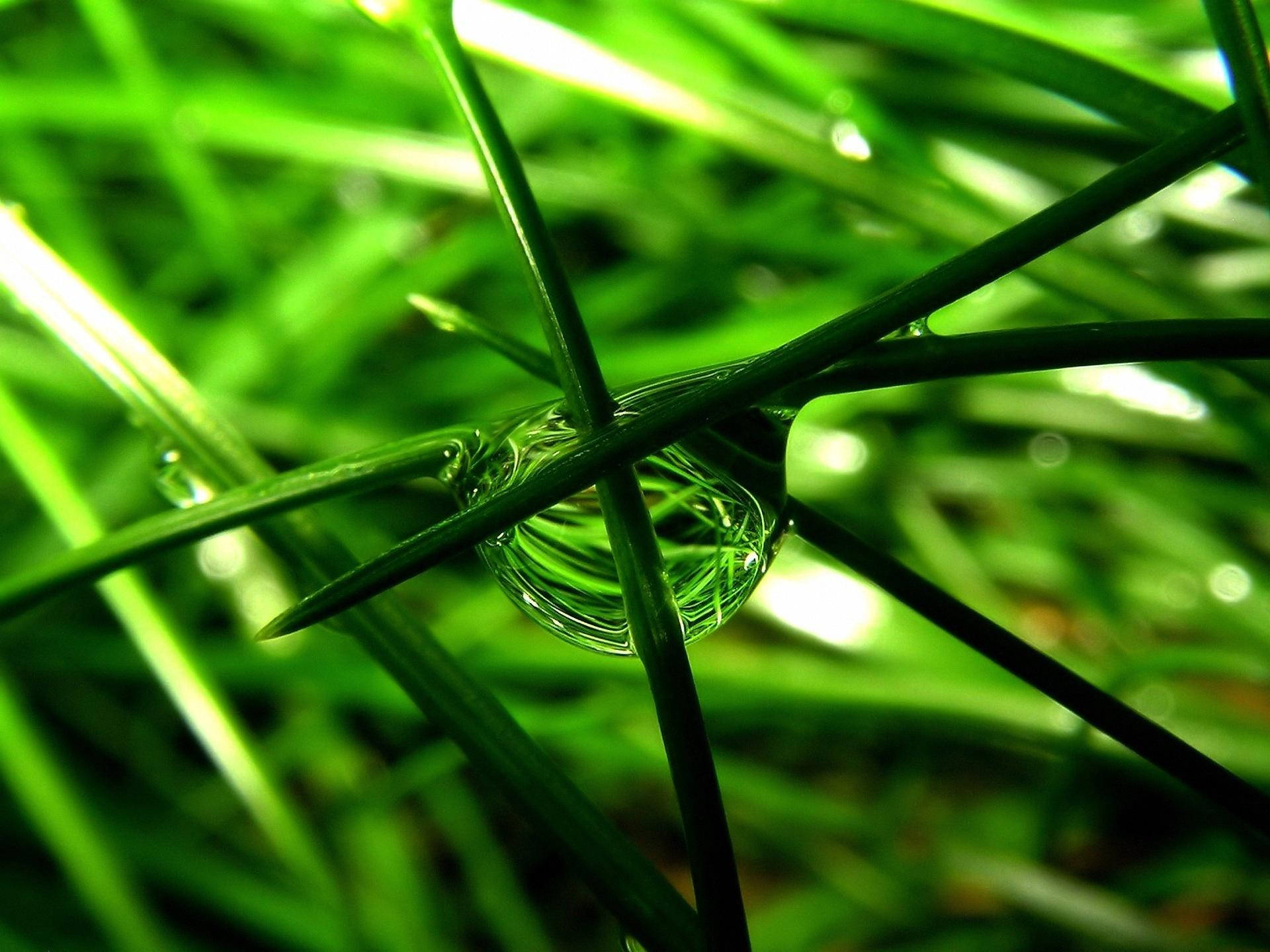 Green Nature Water Drop Wallpaper
