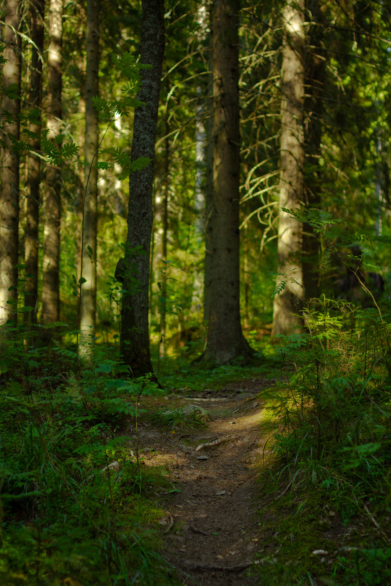Green Nordic Forest Wallpaper