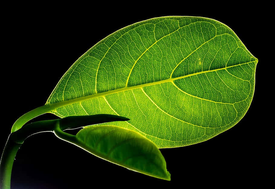 Green Oblong Leaf [wallpaper] Wallpaper