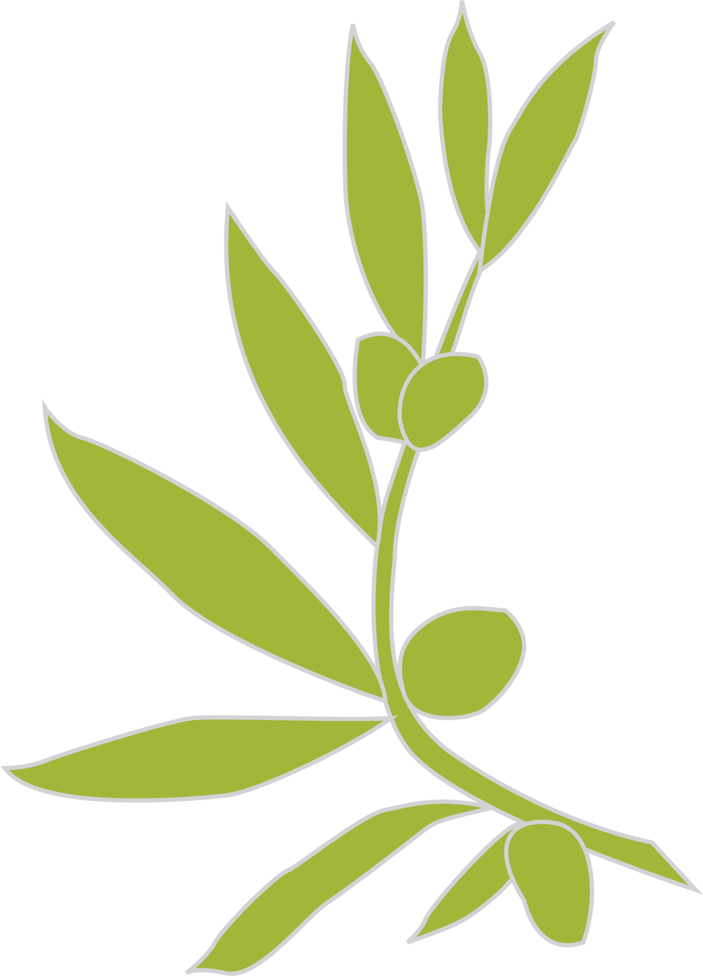 Green Olive Branch Graphic PNG