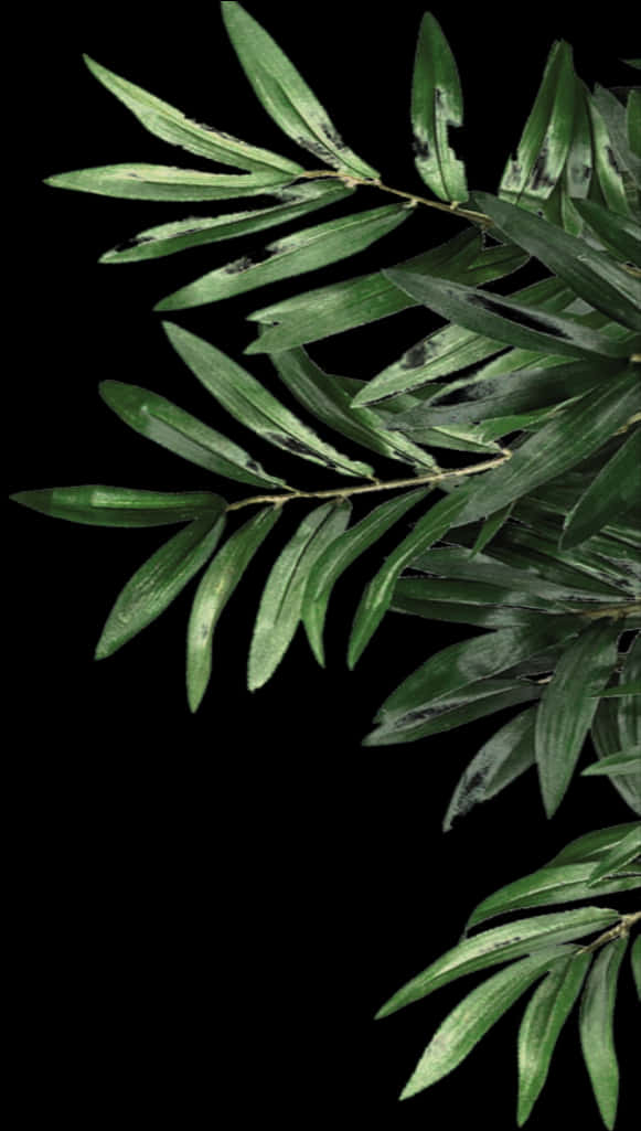 Green Olive Leaves Against Black Background.jpg PNG