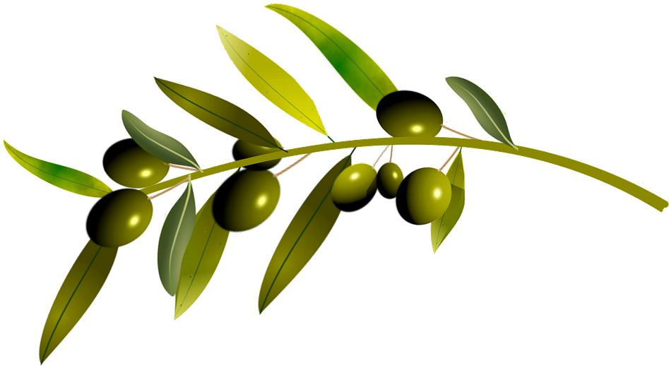 Green Olives Branch Illustration PNG