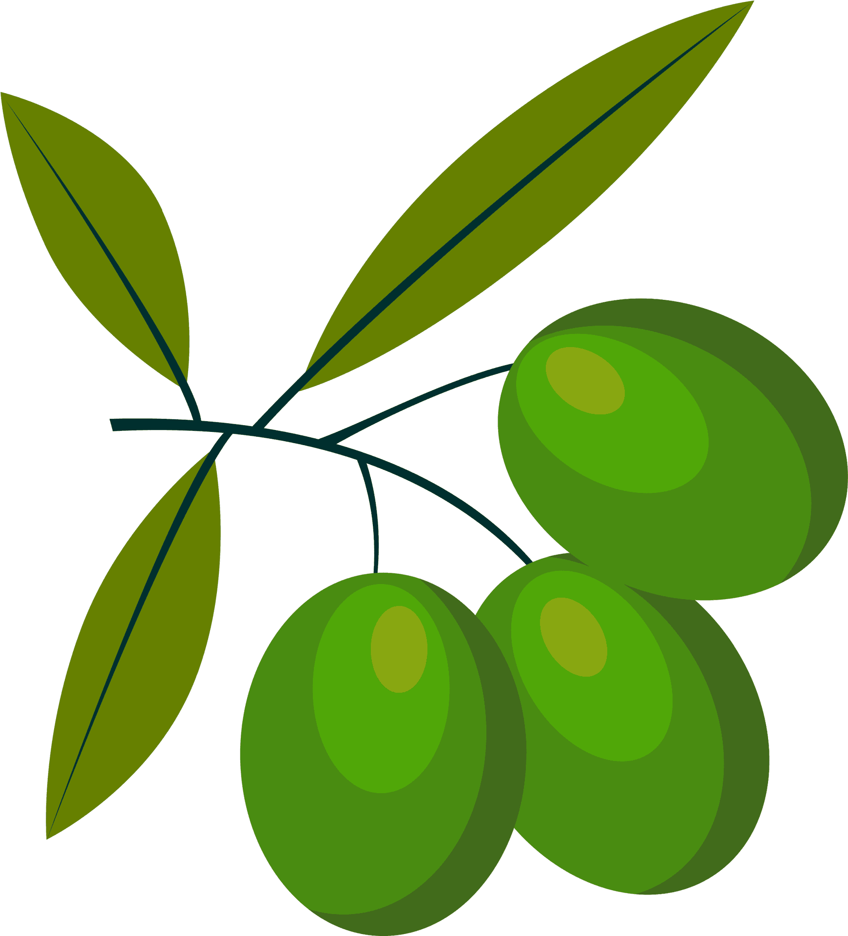 Download Green Olives Branch Vector | Wallpapers.com