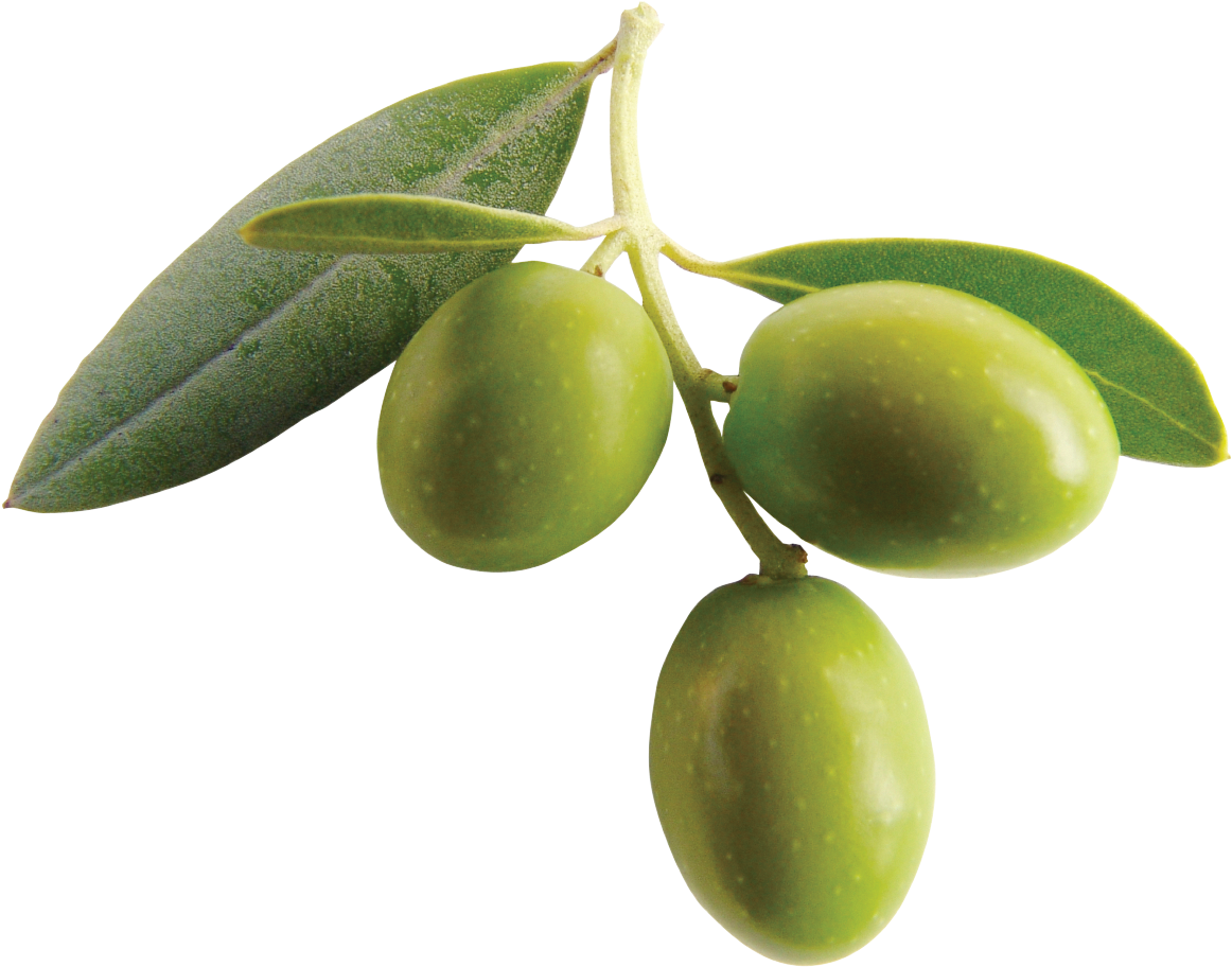 Green Oliveson Branch PNG