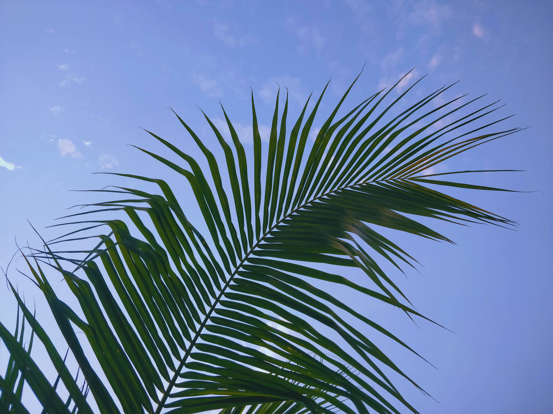 Green Palm Blue Sky Miglior Desktop Sfondo