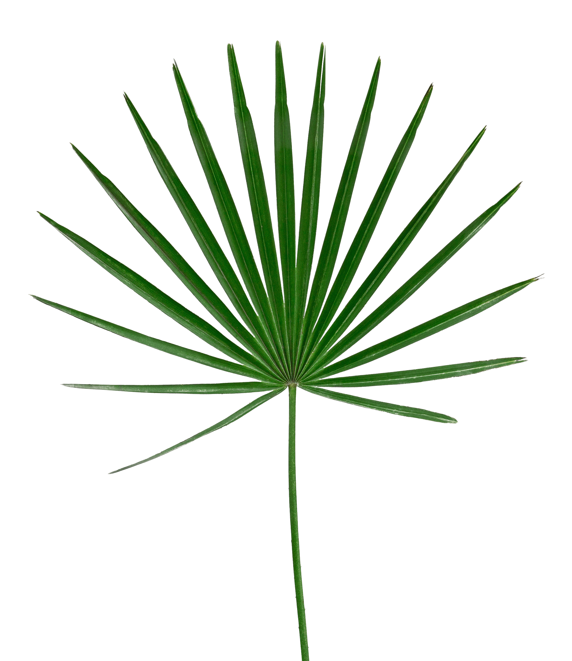 Green Palm Fan Shaped Leaf PNG