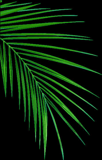 Green Palm Frond Abstract PNG