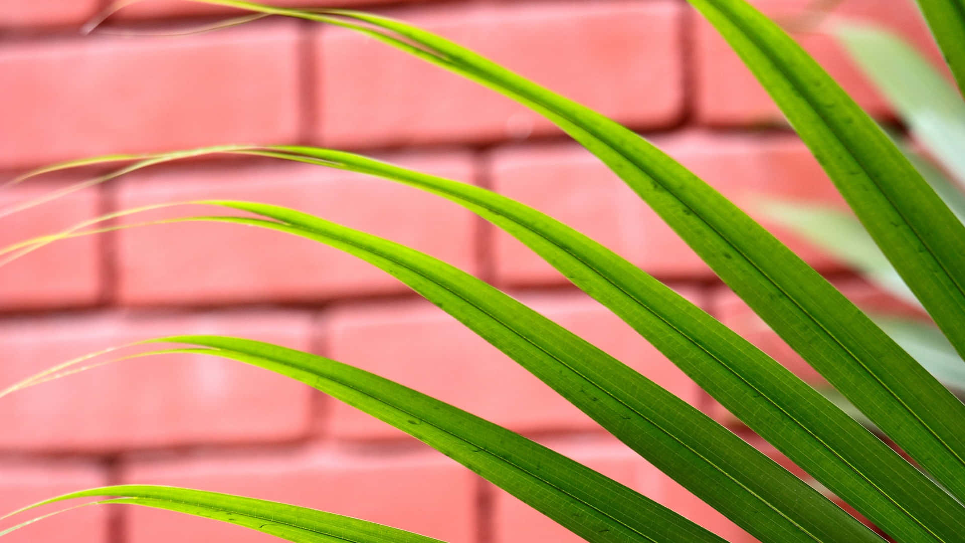Green Palm Frond Against Brick Wall Wallpaper