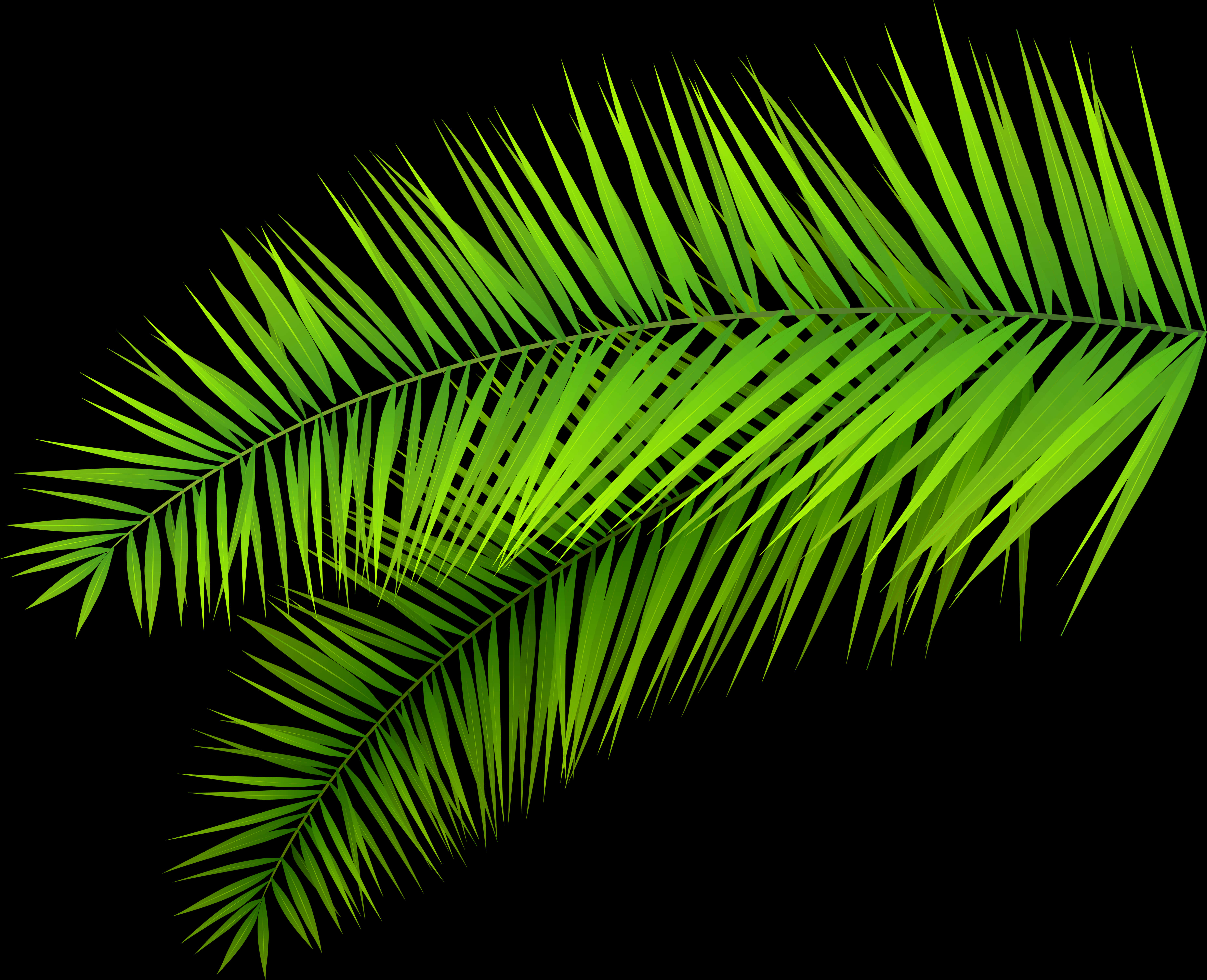 Green Palm Frond Clipart PNG