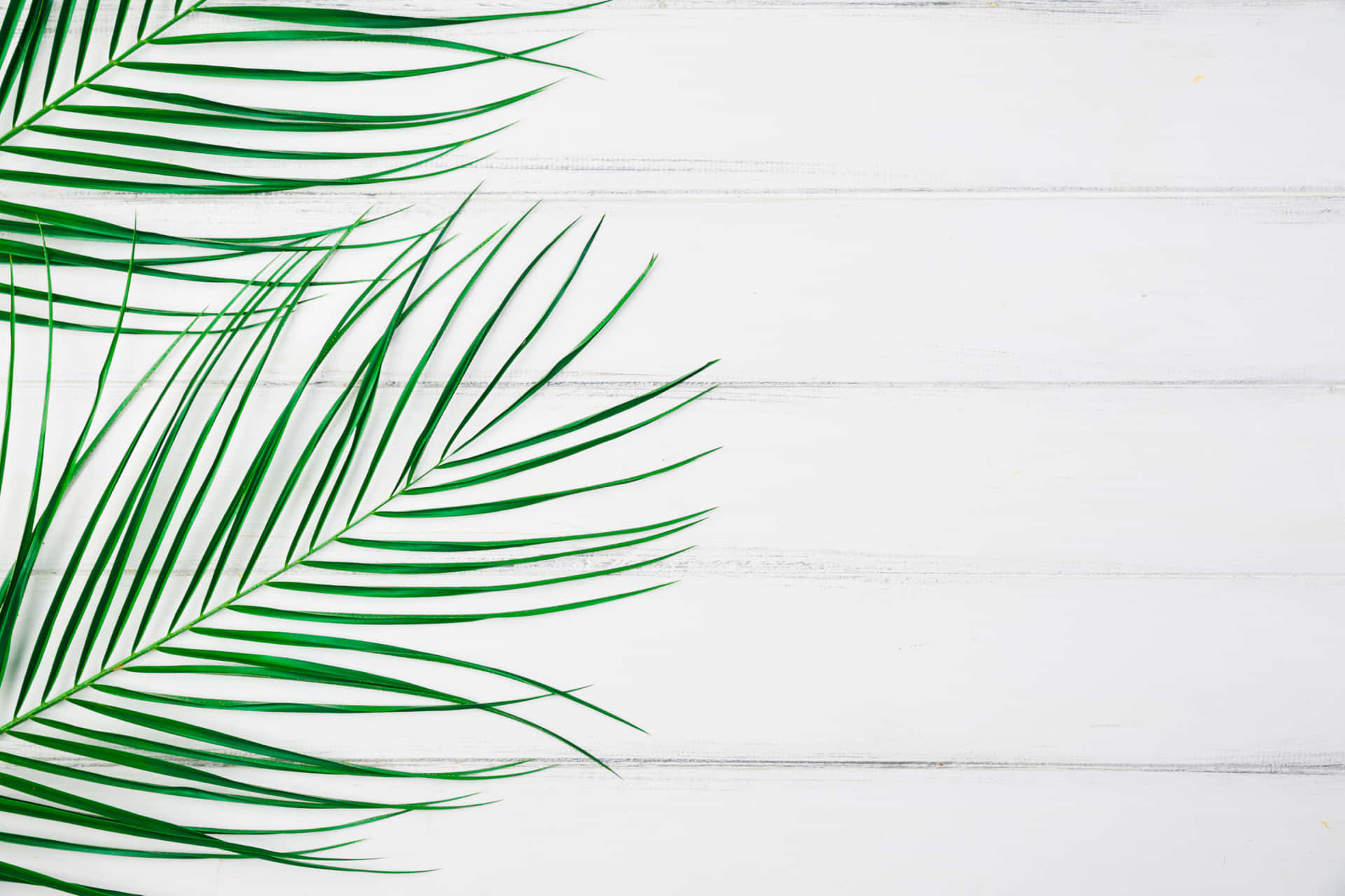 Green Palm Frond White Wooden Background Wallpaper