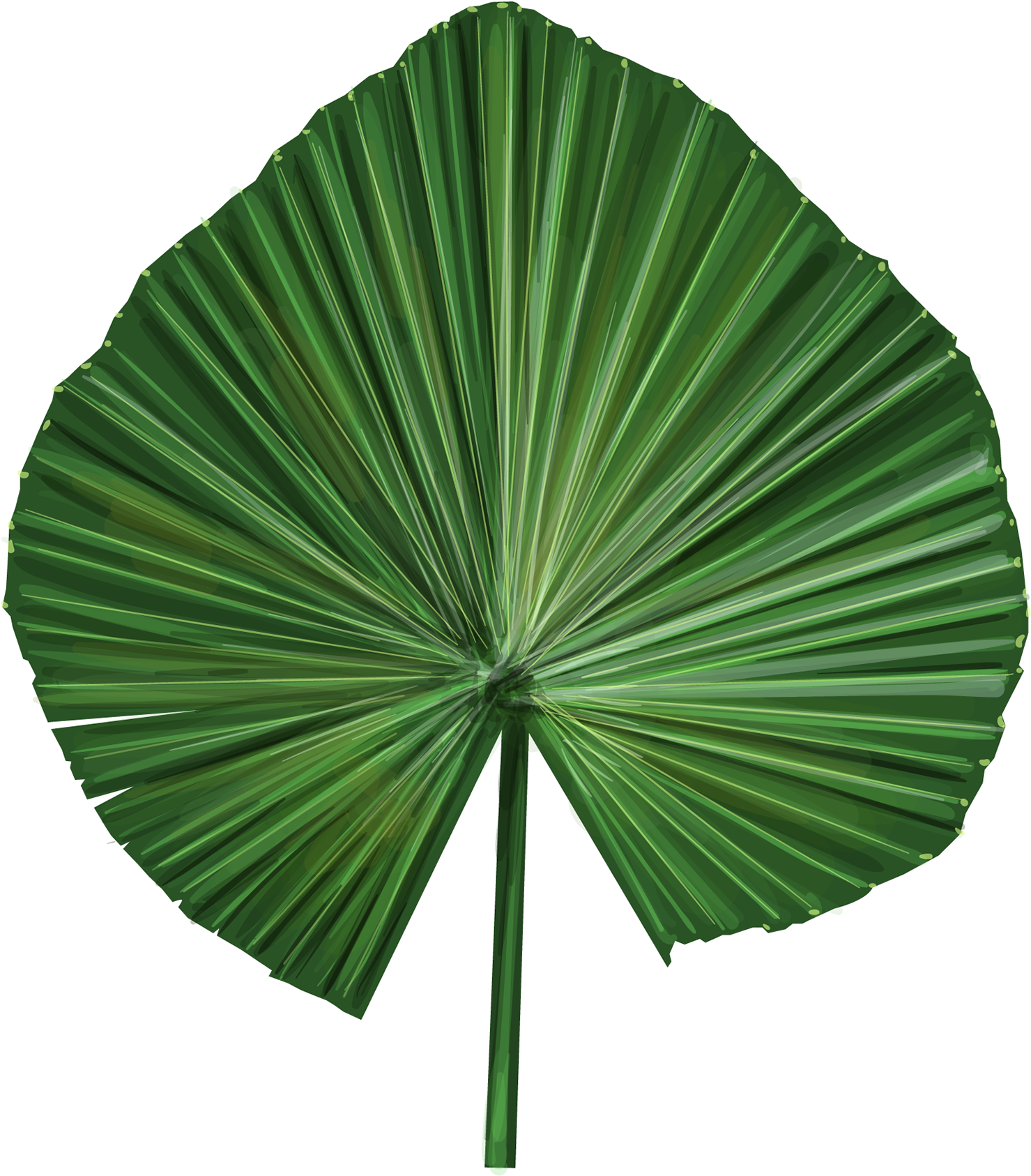 Green Palm Leaf Fan Shape PNG