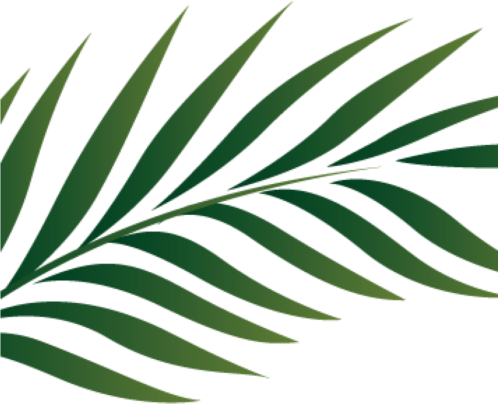 Green Palm Leaf Graphic PNG