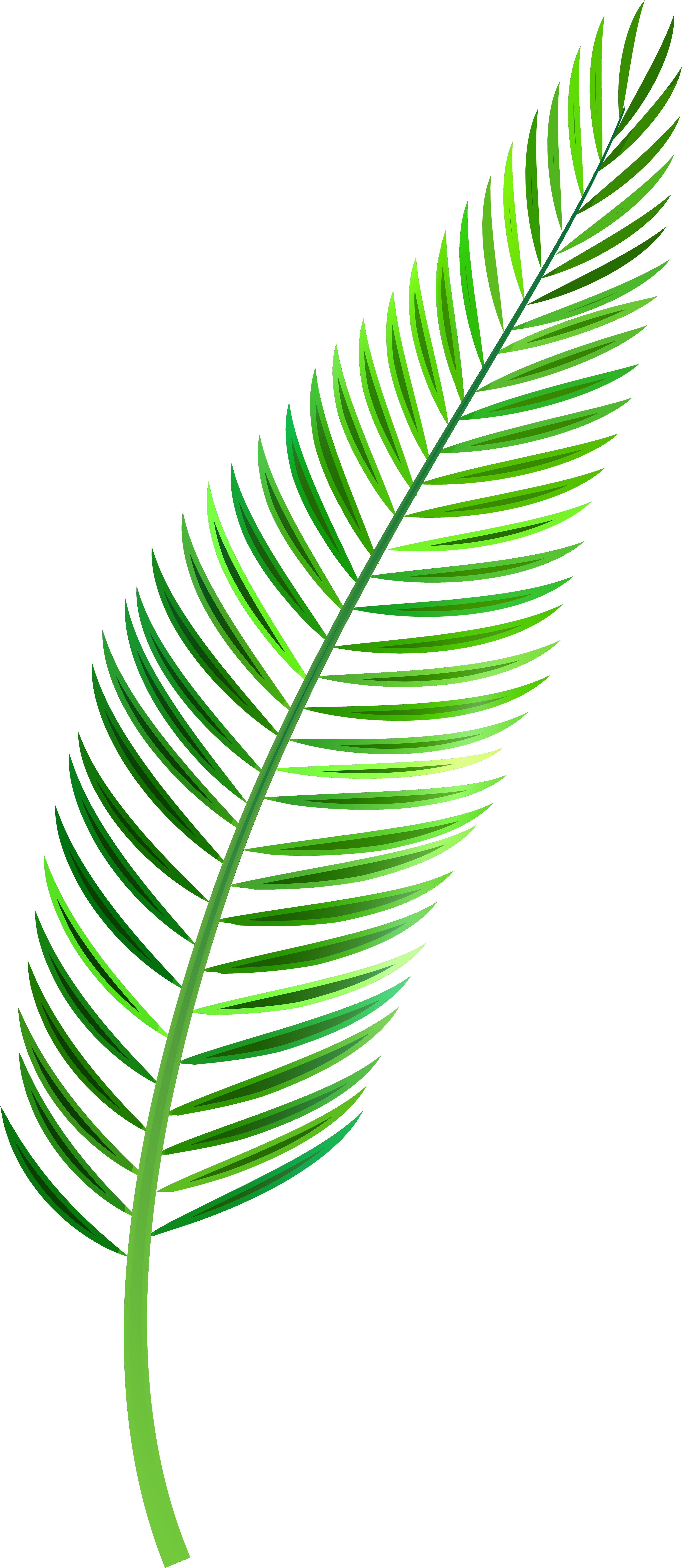 Green Palm Leaf Graphic PNG