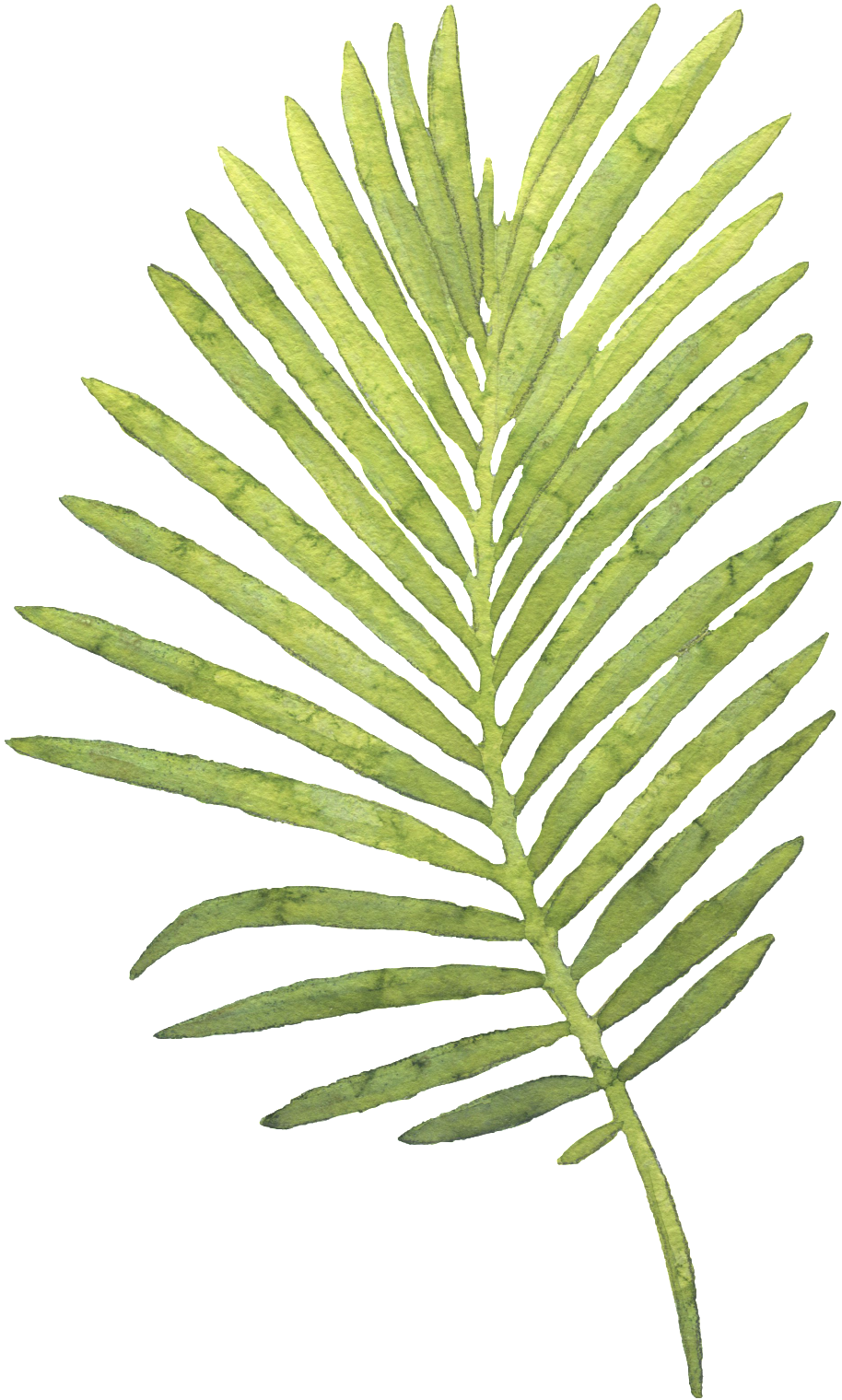 Green Palm Leaf Isolated PNG