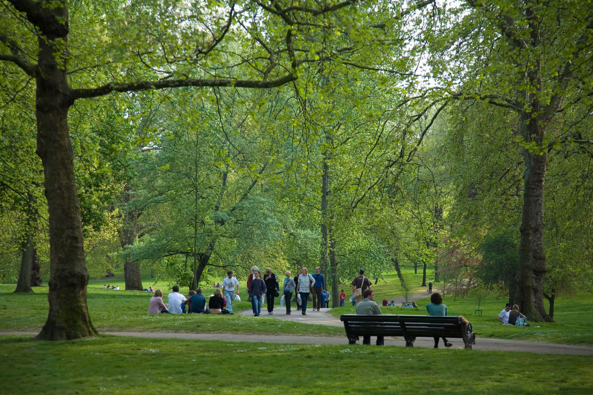 Green Park Forest In The City Wallpaper