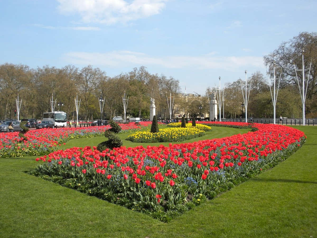 Grøn Park Rød Tulip Blomster Blomstre Wallpaper