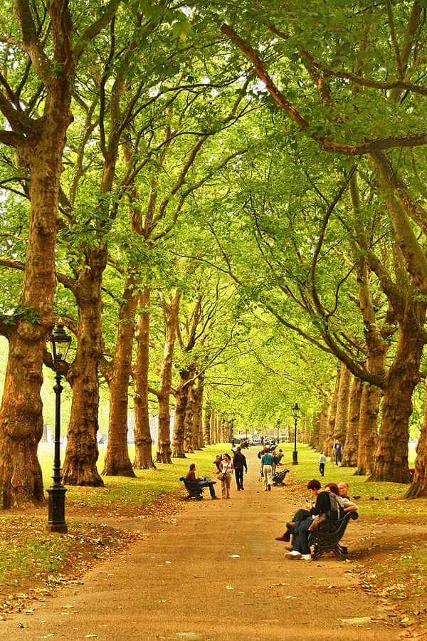 Green Park Tree Canopy Wallpaper