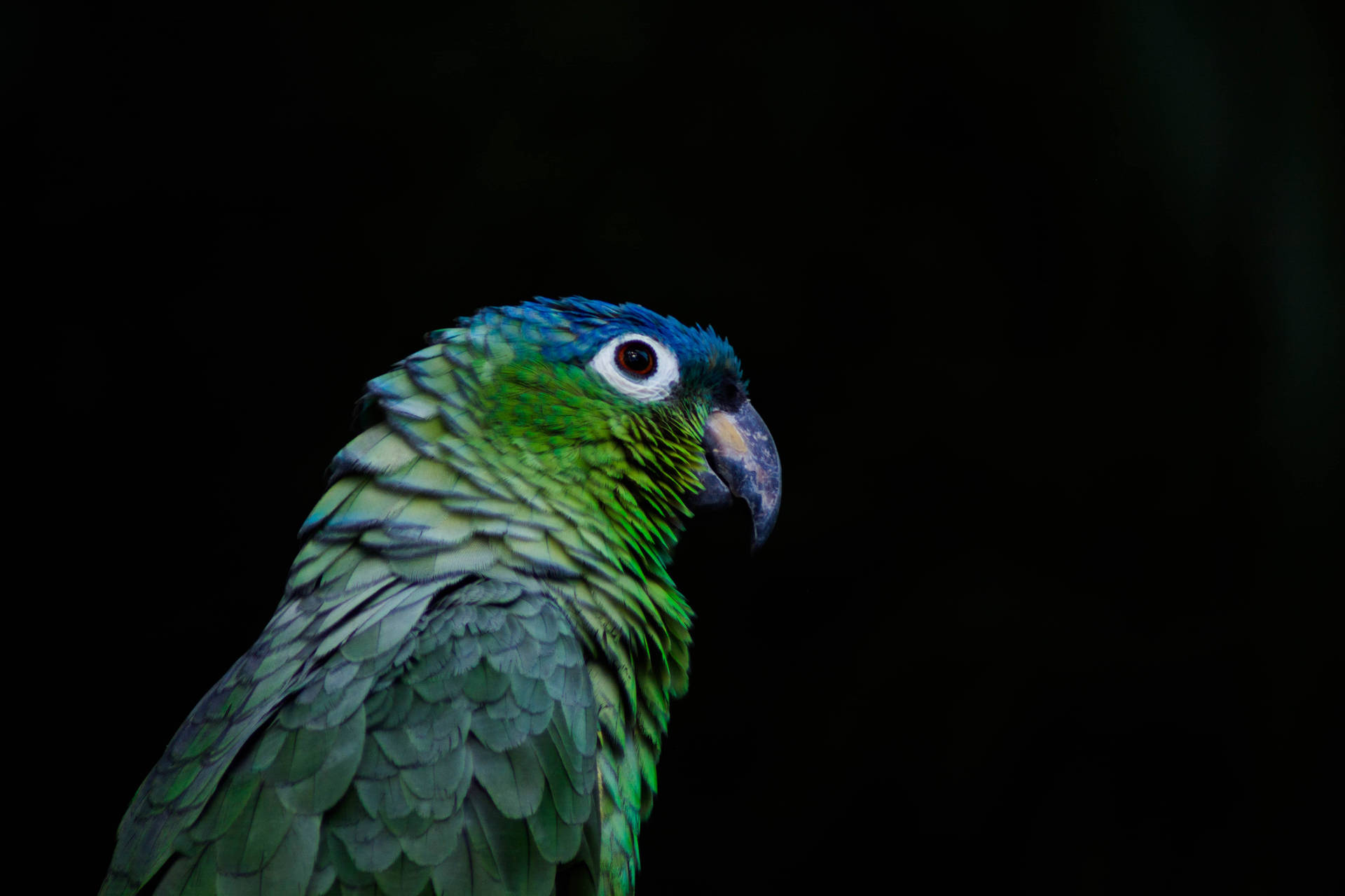 Green Parrot HD Black Wallpaper