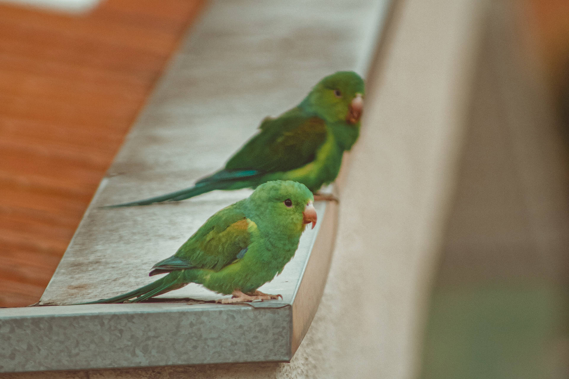 Green Parrot HD Duo Wallpaper