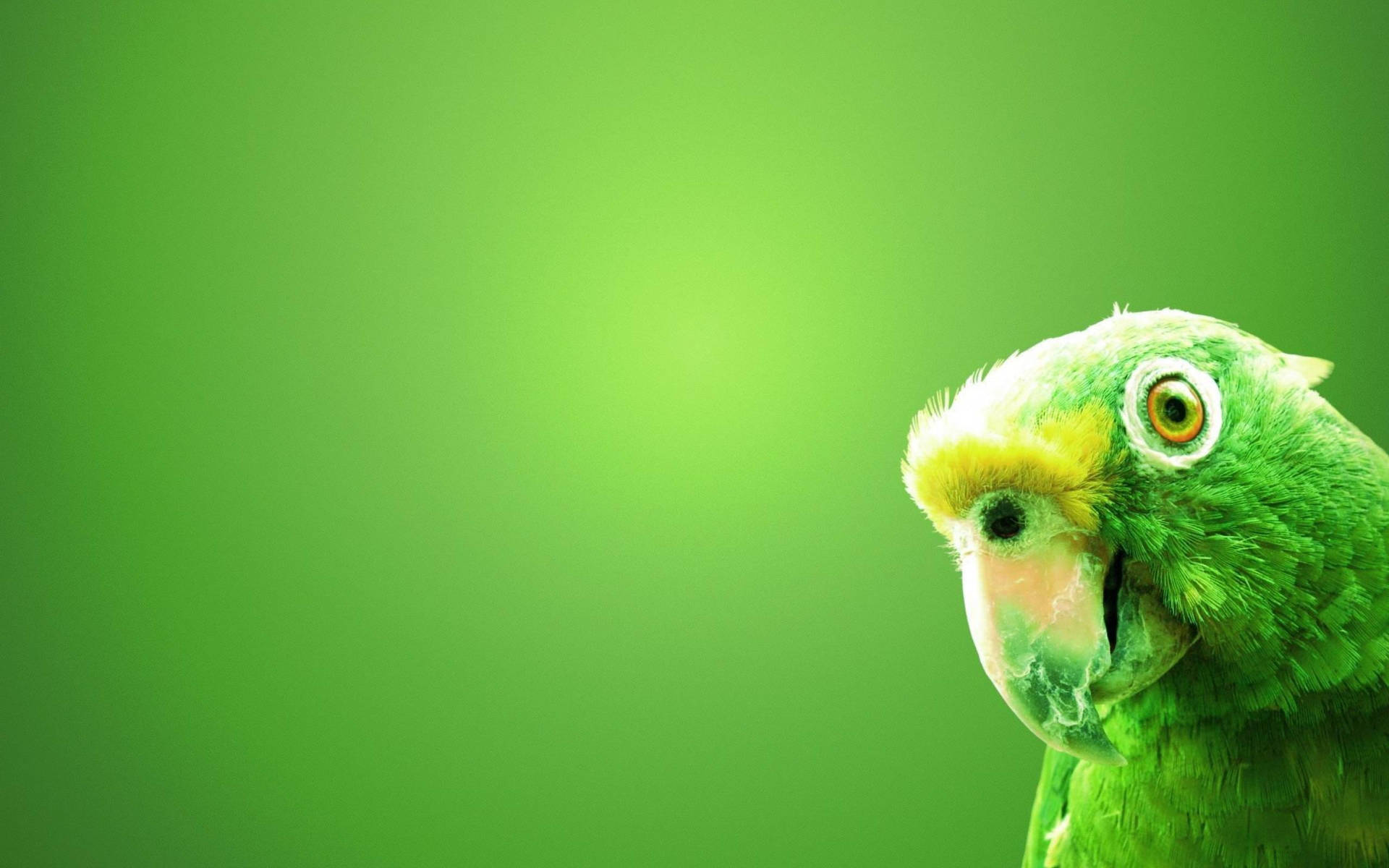 Green Parrot HD Face Wallpaper