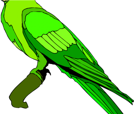 Green Parrot Illustration.png PNG
