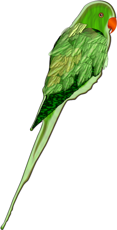 Green Parrot Illustration.png PNG