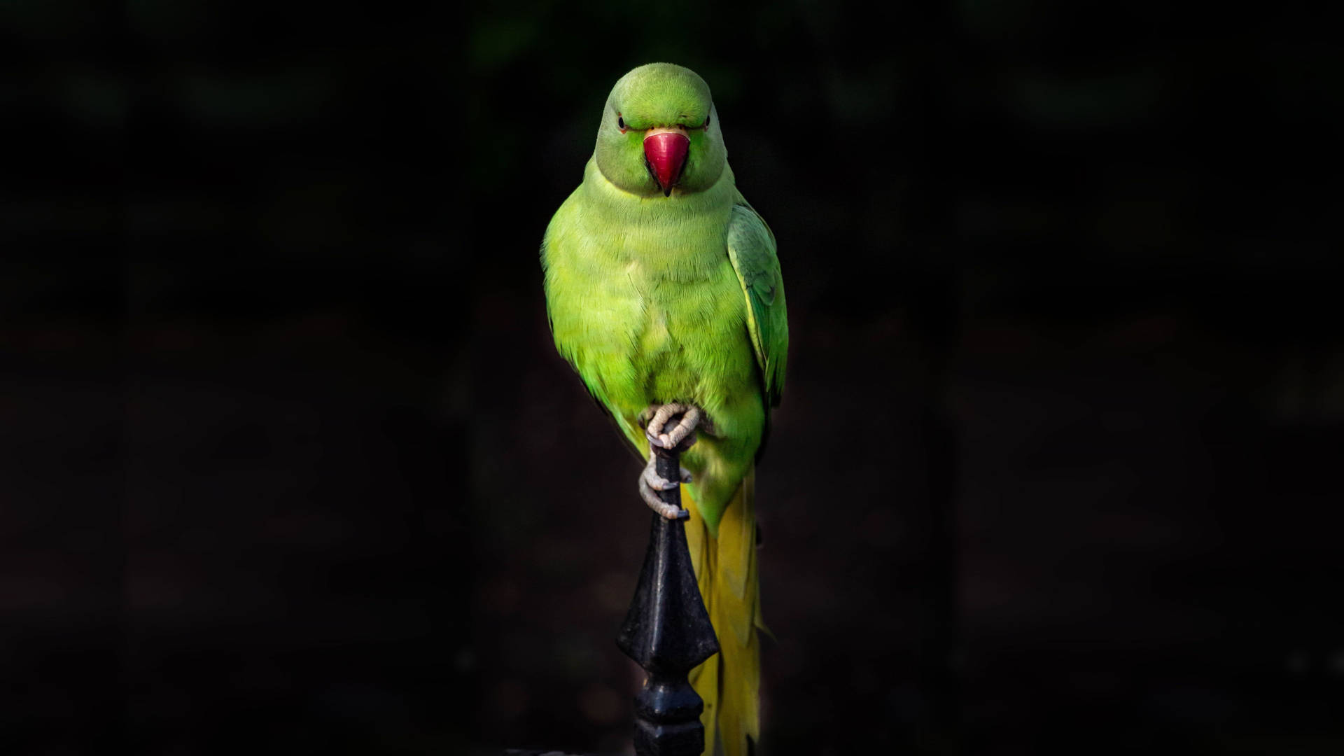 Green Parrot Macbook Pro 4k Wallpaper