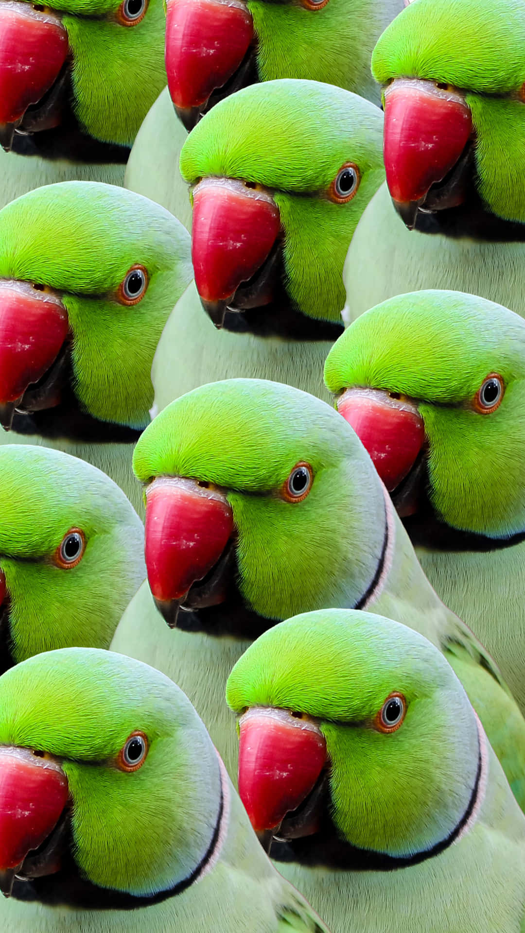 Green Parrot Pattern Wallpaper