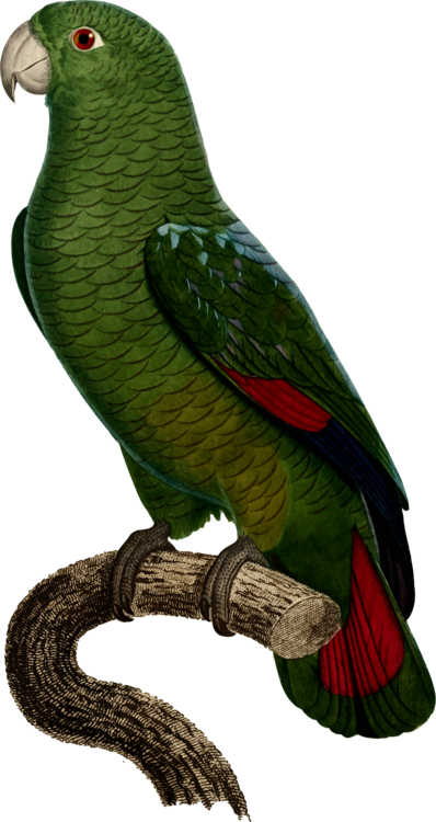 Green Parrot Perchedon Branch PNG