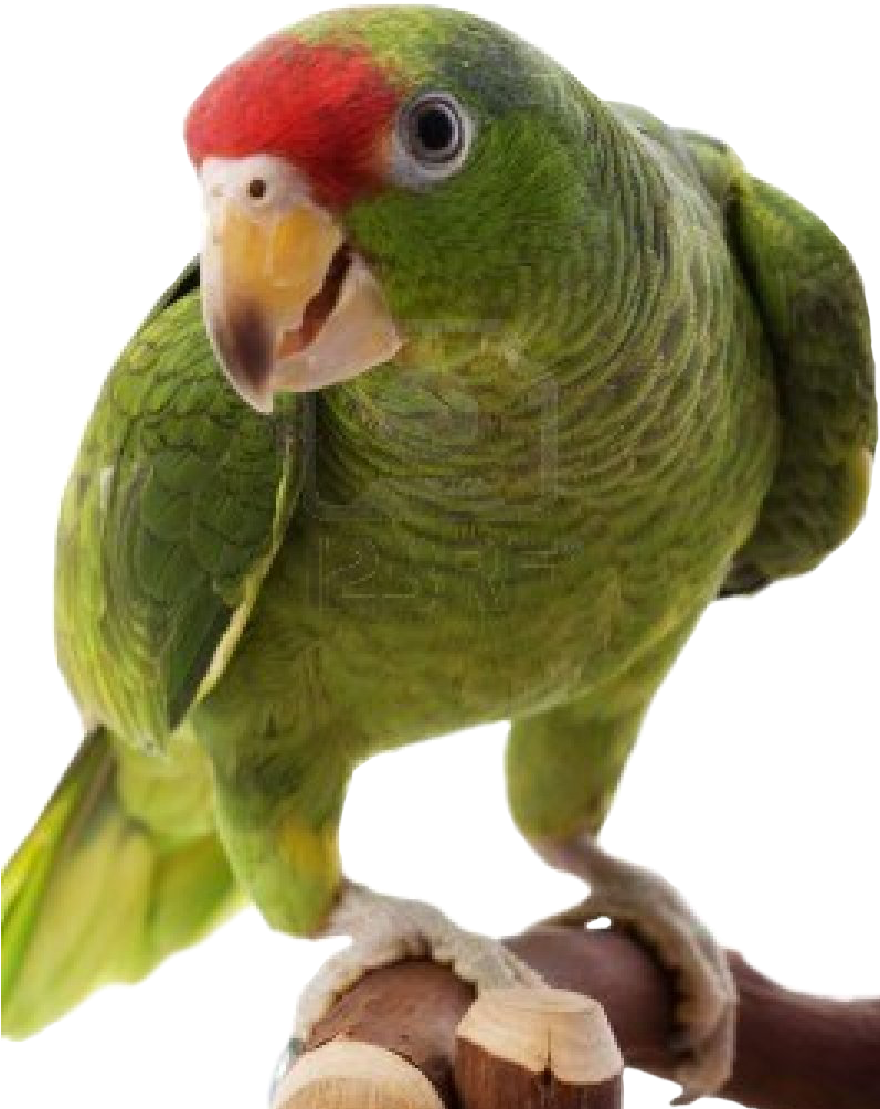 Green Parrot Perching PNG