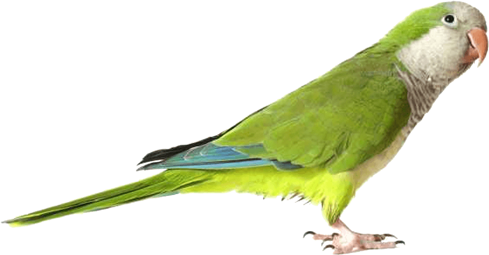 Green Parrot Profile PNG