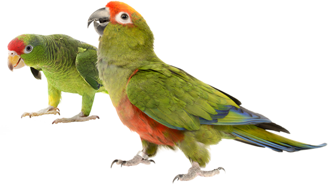 Green Parrotsin Profile PNG