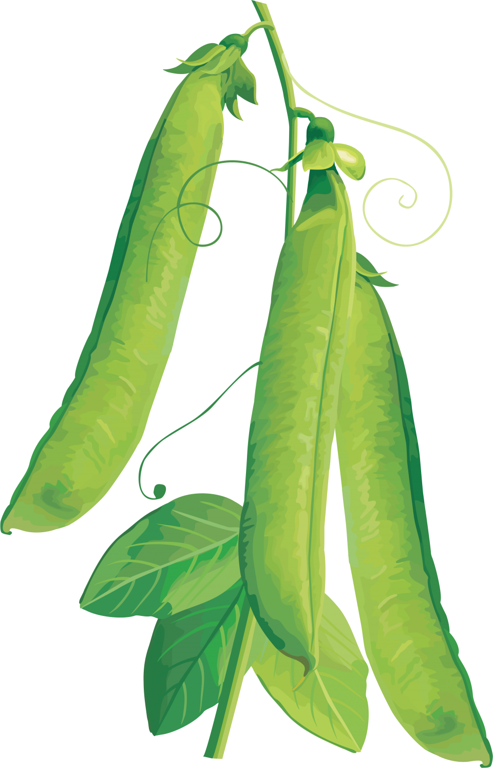 Green Peapods Illustration PNG