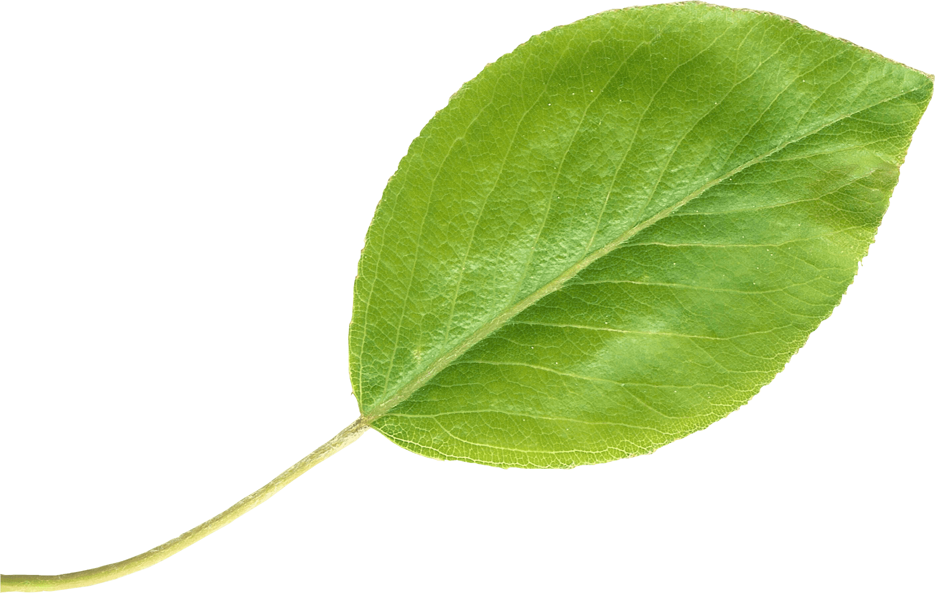 Green Pear Leaf Isolated.png PNG