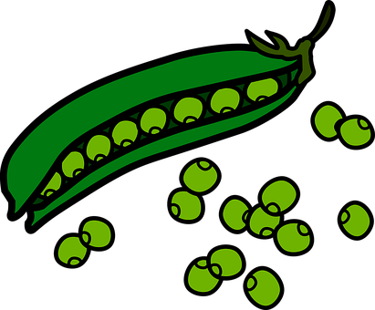 Green Peas Pod Illustration PNG